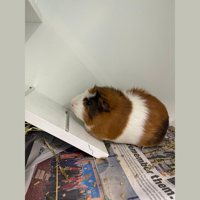 Photo of Gandalf (Bonded To Pippin)