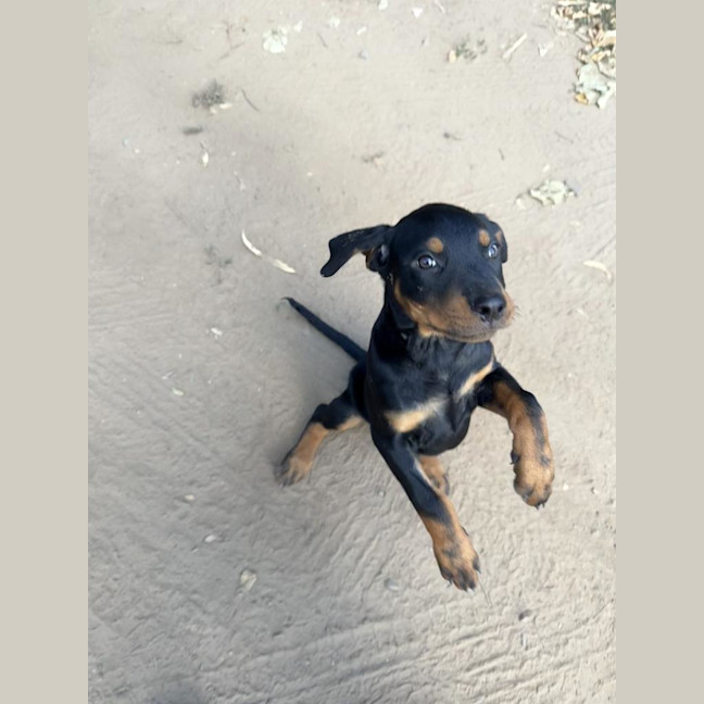 Photo of Frankie Zappa