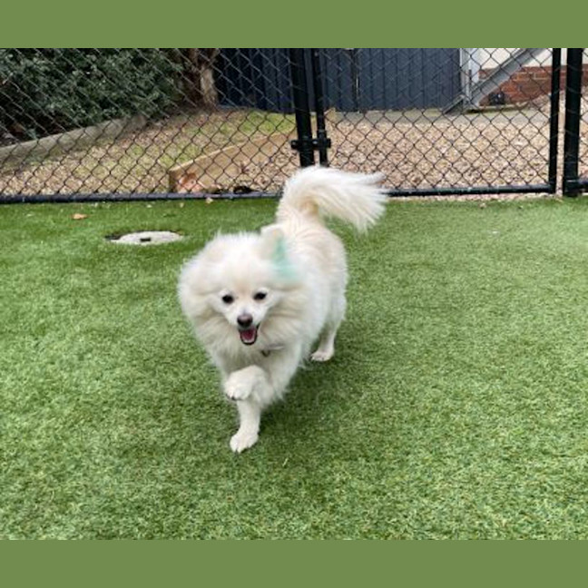Photo of Snowy