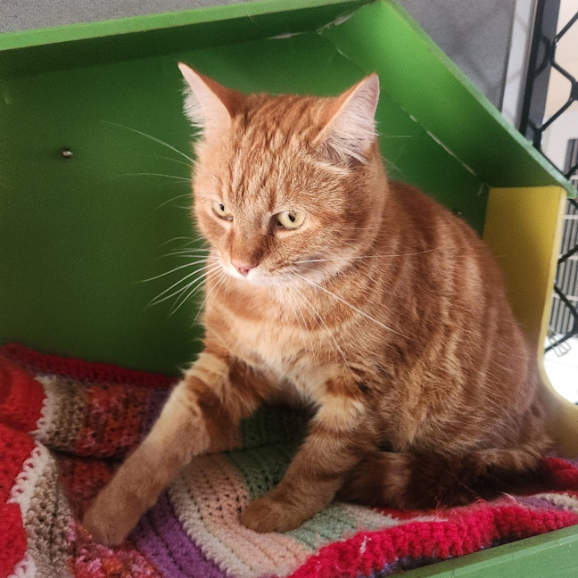 Photo of Honey