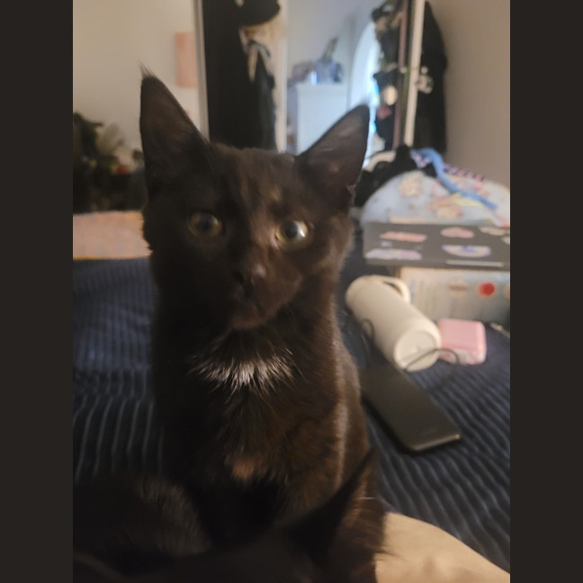 Photo of Nova Moo