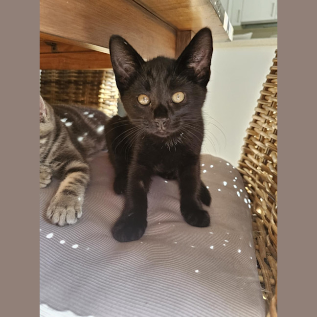 Photo of Wagga Meet Me@Petstock Keysborough 