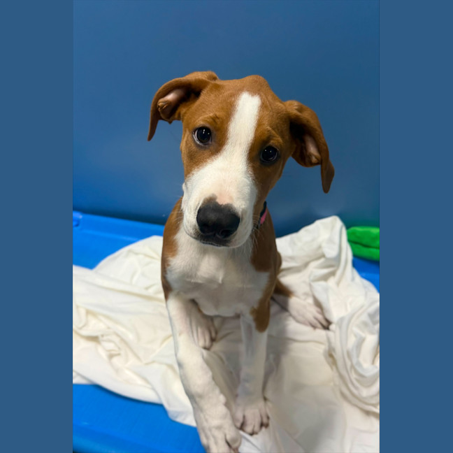 Photo of Rogue