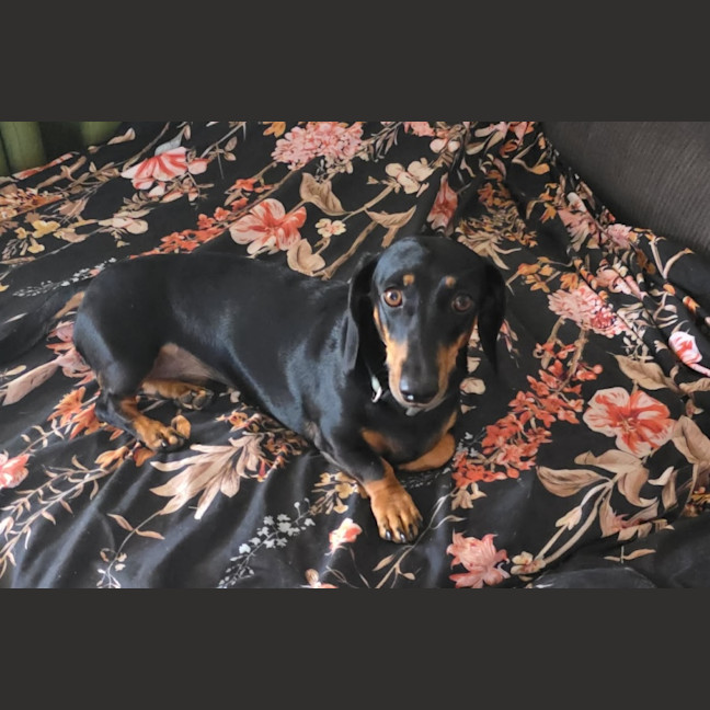 Photo of Ruby And Oreo