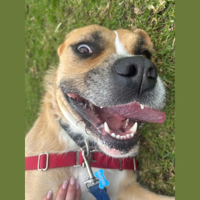Photo of Tilly