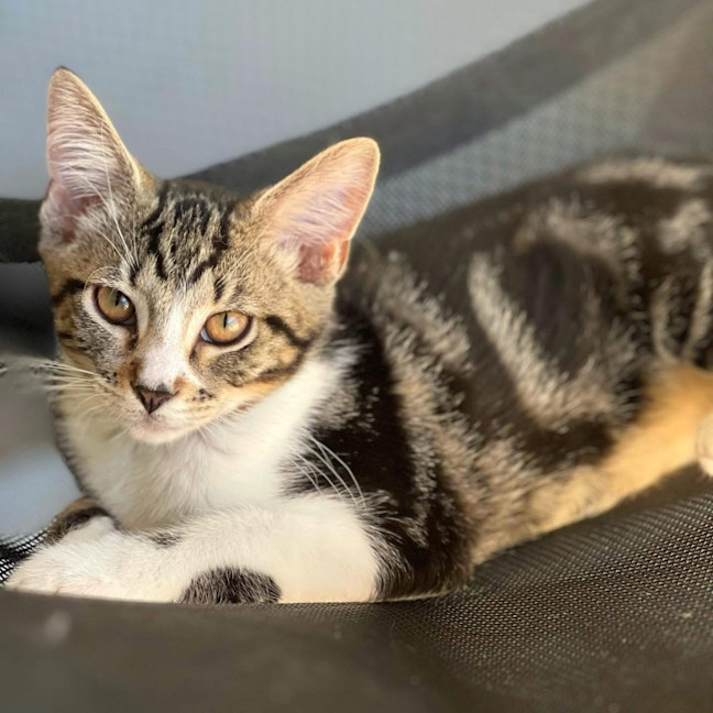 Photo of 11485   Atlas