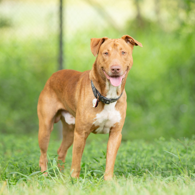 Photo of Tank