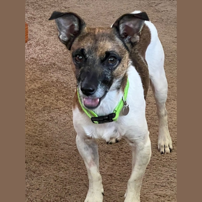 Photo of (Dot &) Dash