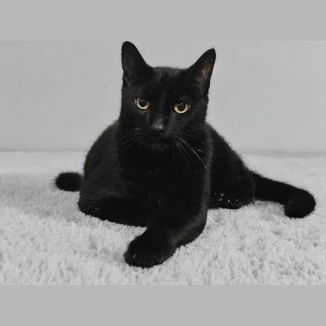 Photo of Atlas