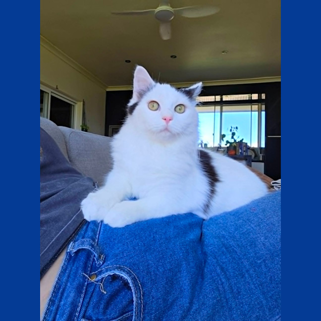 Photo of Wasabi