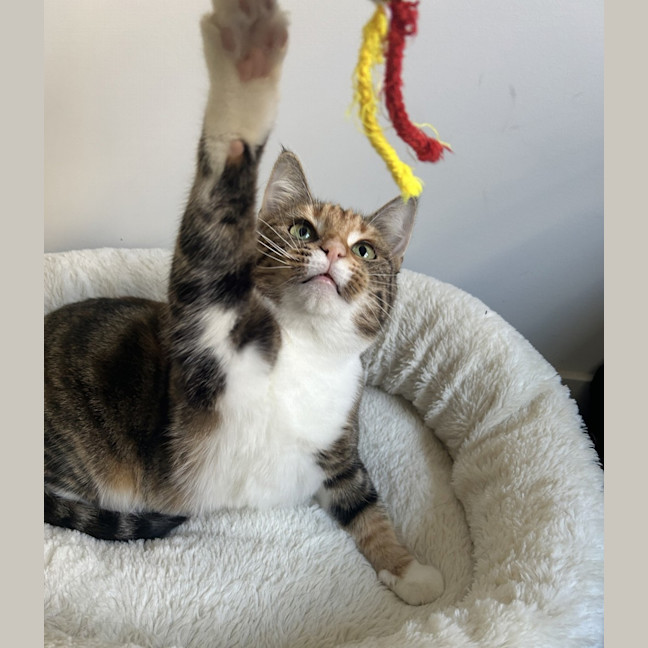 Photo of Penny