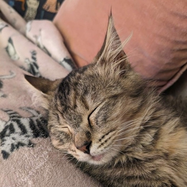 Photo of Tulip   In Foster Care In Coburg
