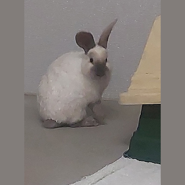 Photo of Glinda 