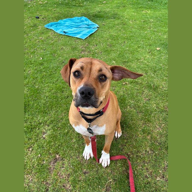 Photo of Bella