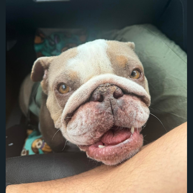 Photo of Charlie   5 Year Old British Bulldog (Trial)