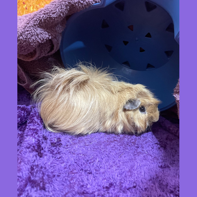 Photo of Biscuit