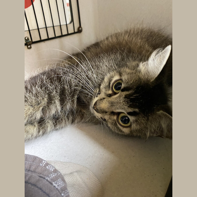 Photo of Honey