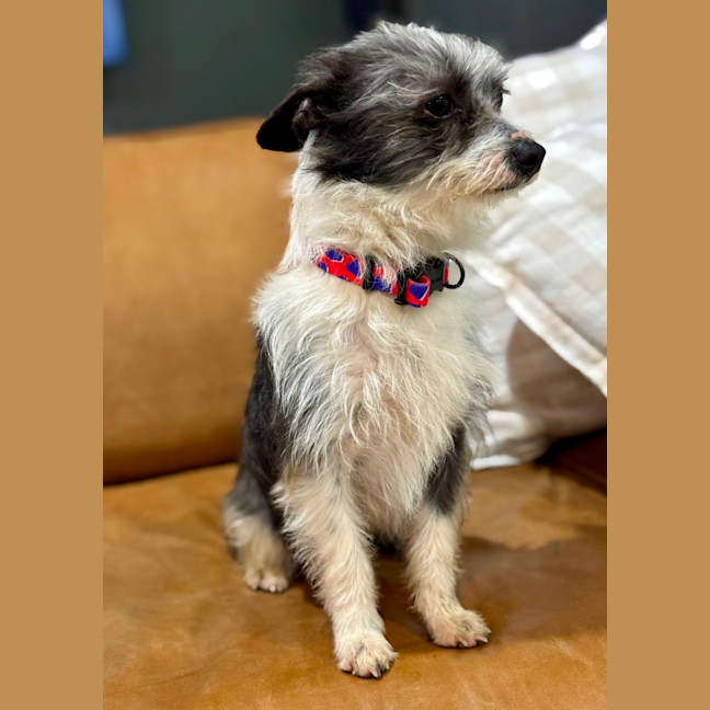 Photo of Bertie