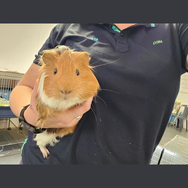 Photo of Brownie