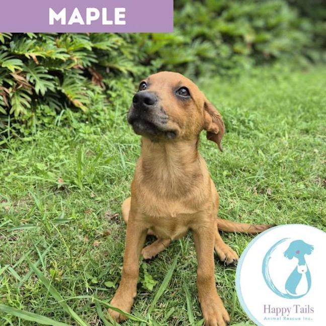 Photo of Maple