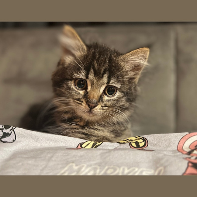 Photo of Luna (Lj) 