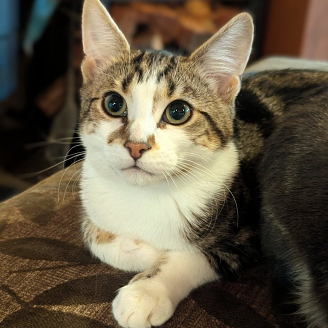 Photo of Ackee **2nd Chance Cat Rescue**