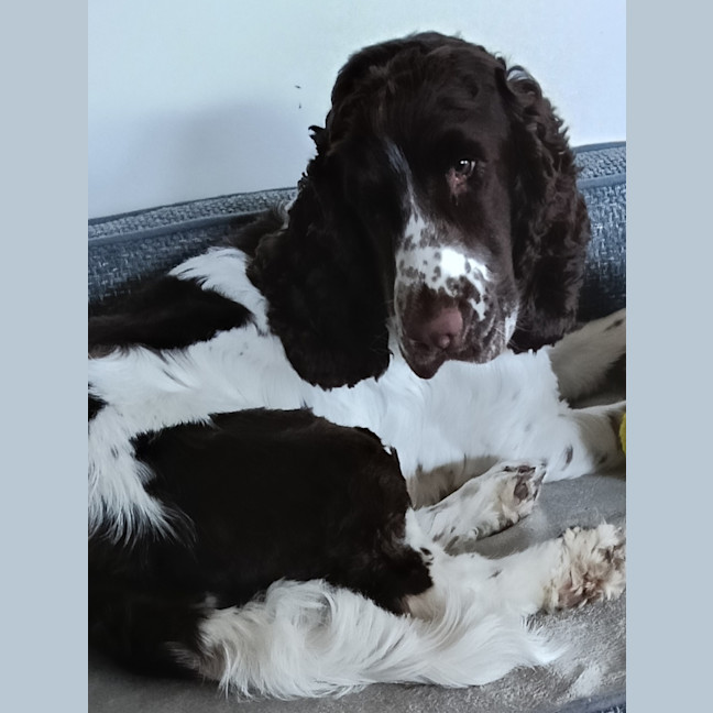Photo of Alfie