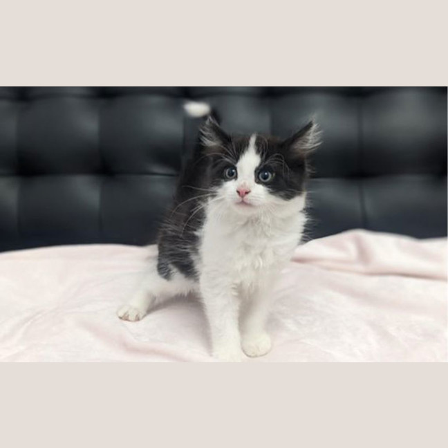 Photo of Wilbur