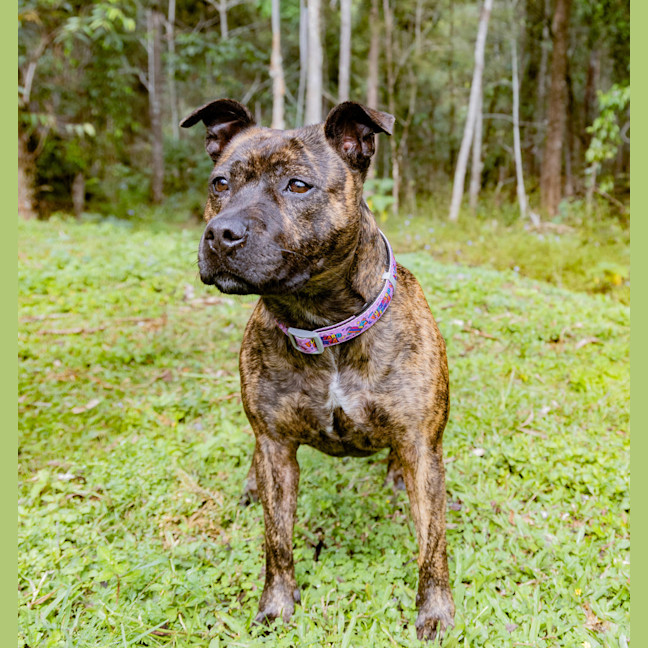 Photo of Daffodil 