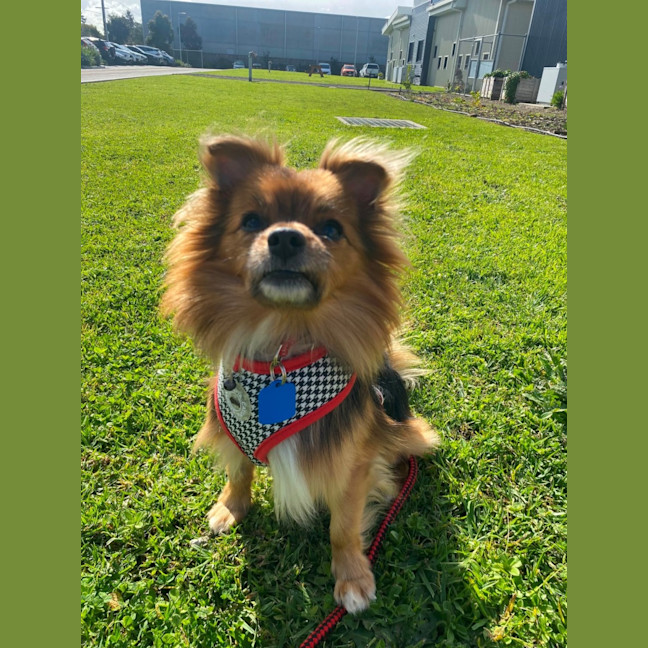 Photo of Bobo