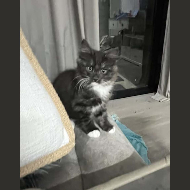 Photo of Cookie