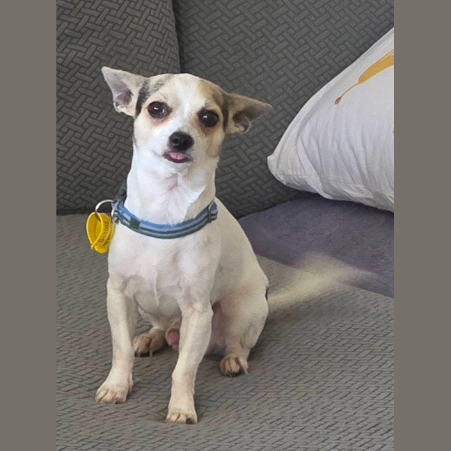 Photo of Pixel