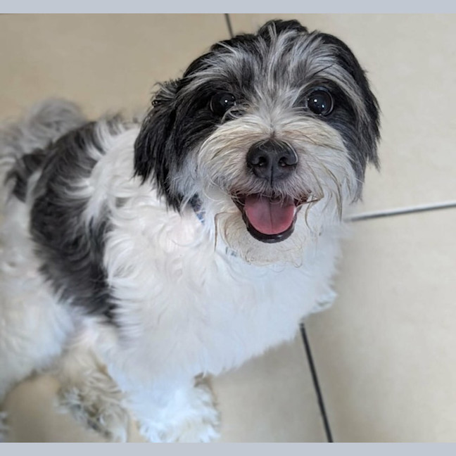 Photo of Benji