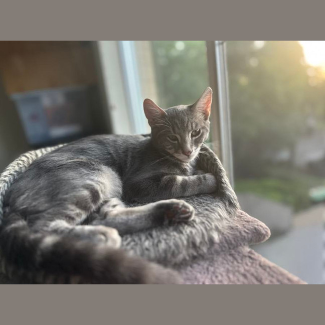 Photo of Astro The Grey Tabby