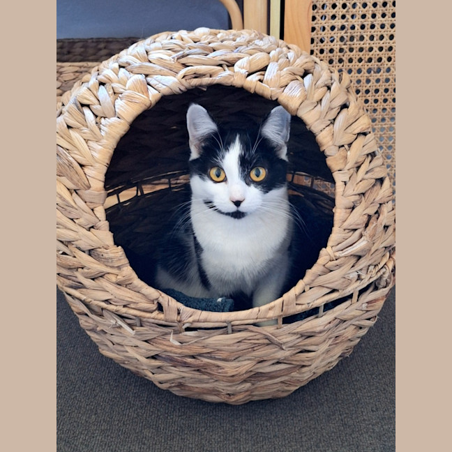 Photo of Isabella