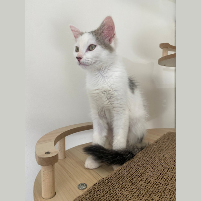 Photo of C1449 Sasha