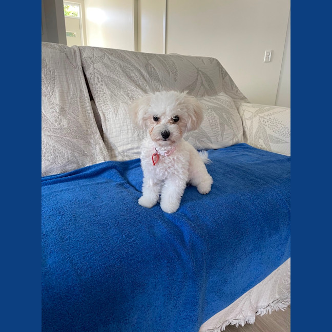 Photo of Beautiful Daisy 