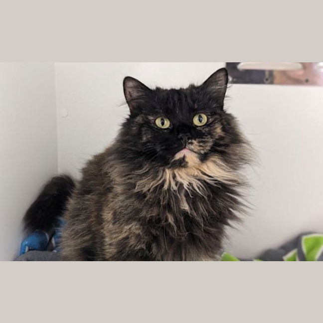 Photo of Bella