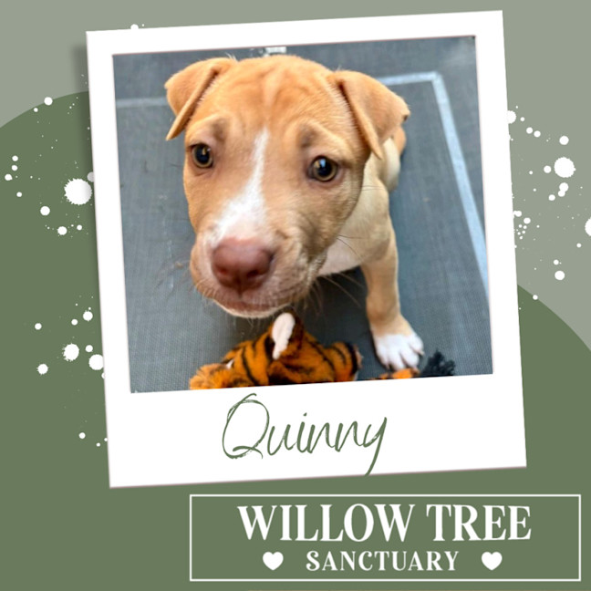 Photo of Quinny