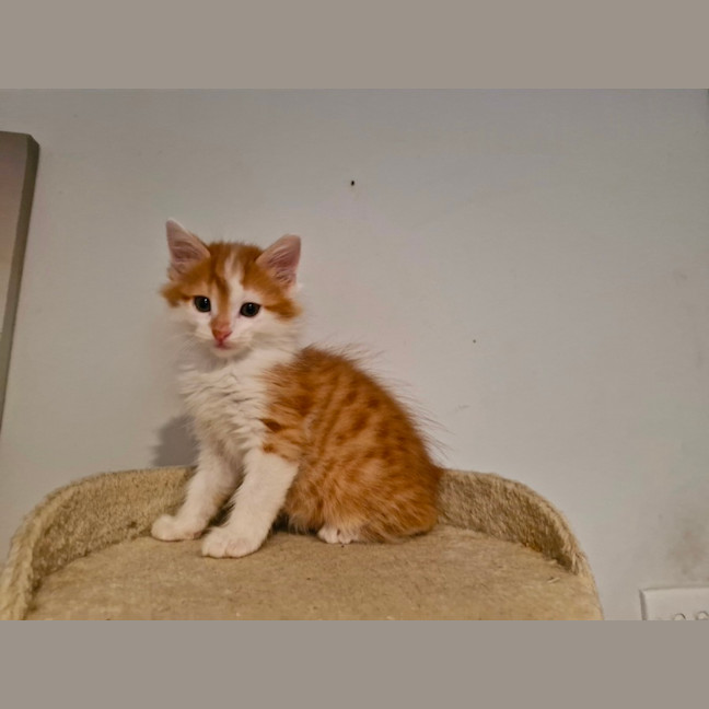 Photo of Ginger Meggs 