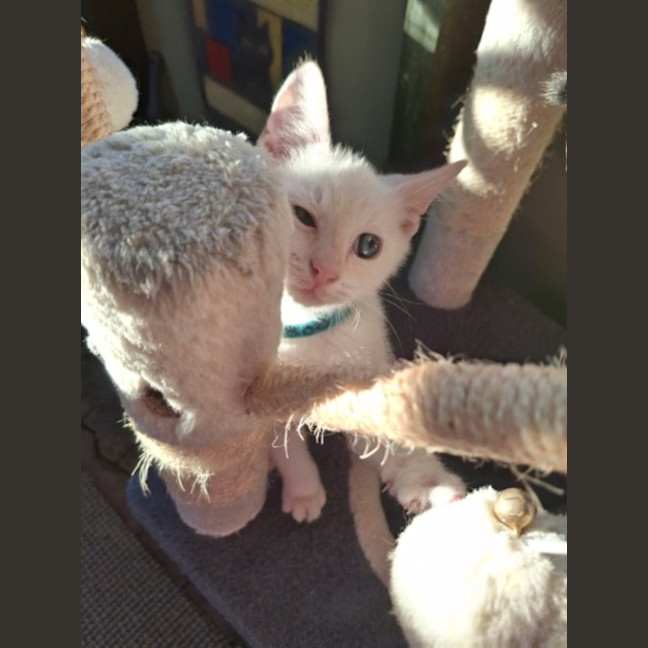 Photo of Boo