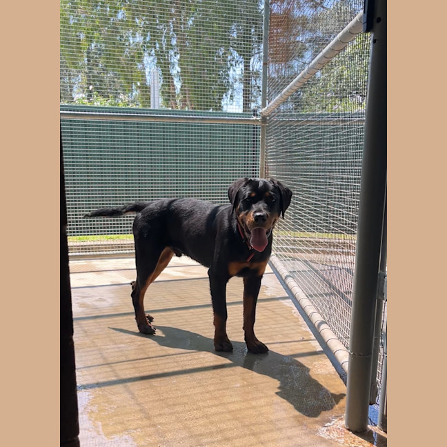 Photo of Buddy