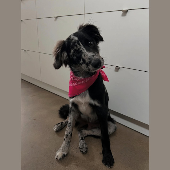 Photo of Winnie   8 Month Old Bordoodle