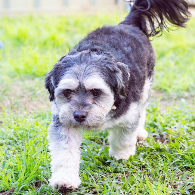 Photo of Pepper