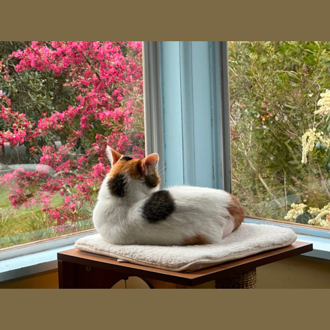 Photo of Millie