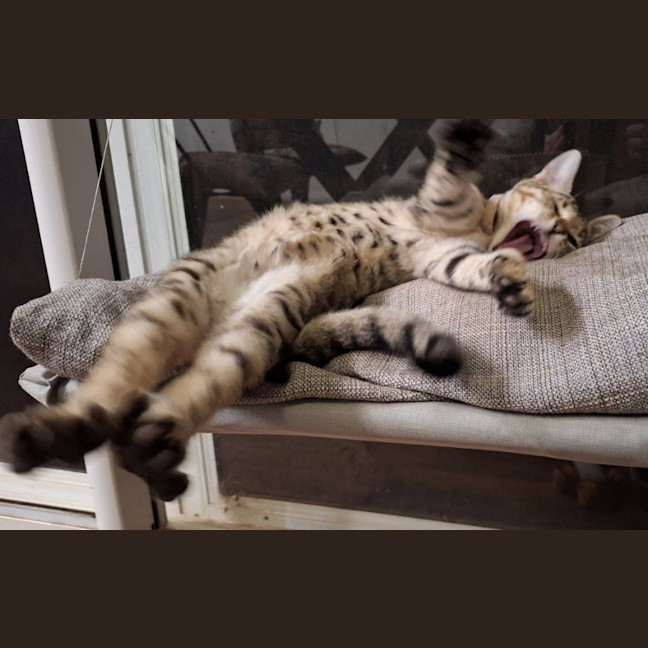 Photo of Nala