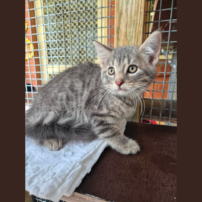 Photo of Dexter!🐈