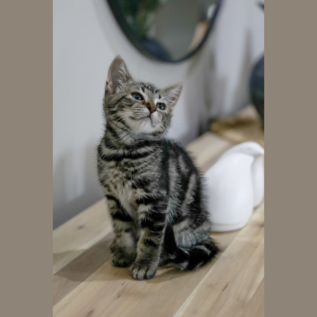 Photo of Stella