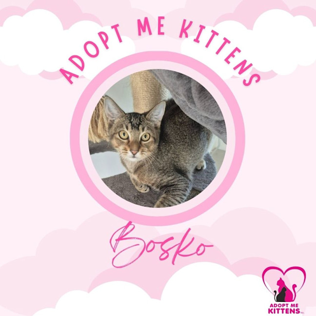 Photo of Bosko