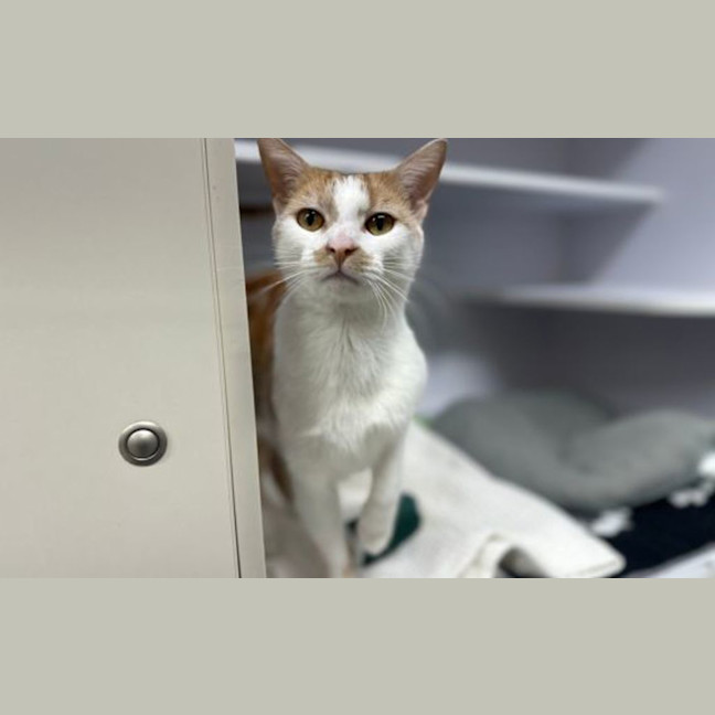Photo of Butternut